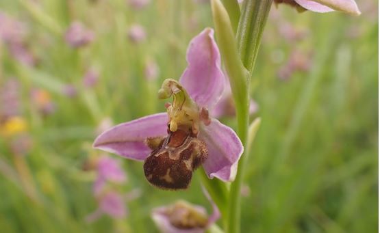 Prochain Midi de Géotéca : Biogéographie urbaine : Approche multiscalaire des facteurs structurants la biodiversité des villes – Clément Gros – mardi 10 décembre 13h-14h